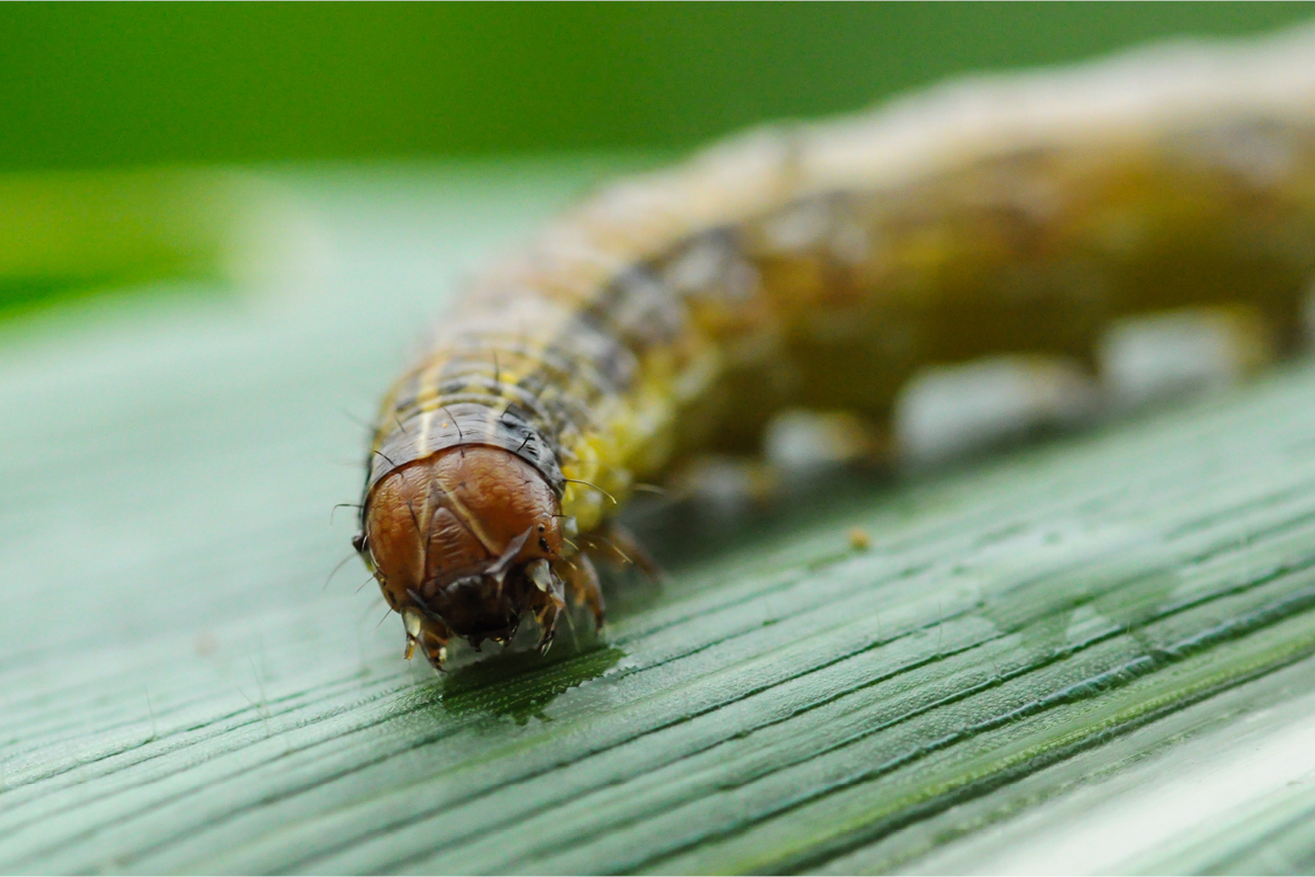 Defending against a new pest, fall armyworm image