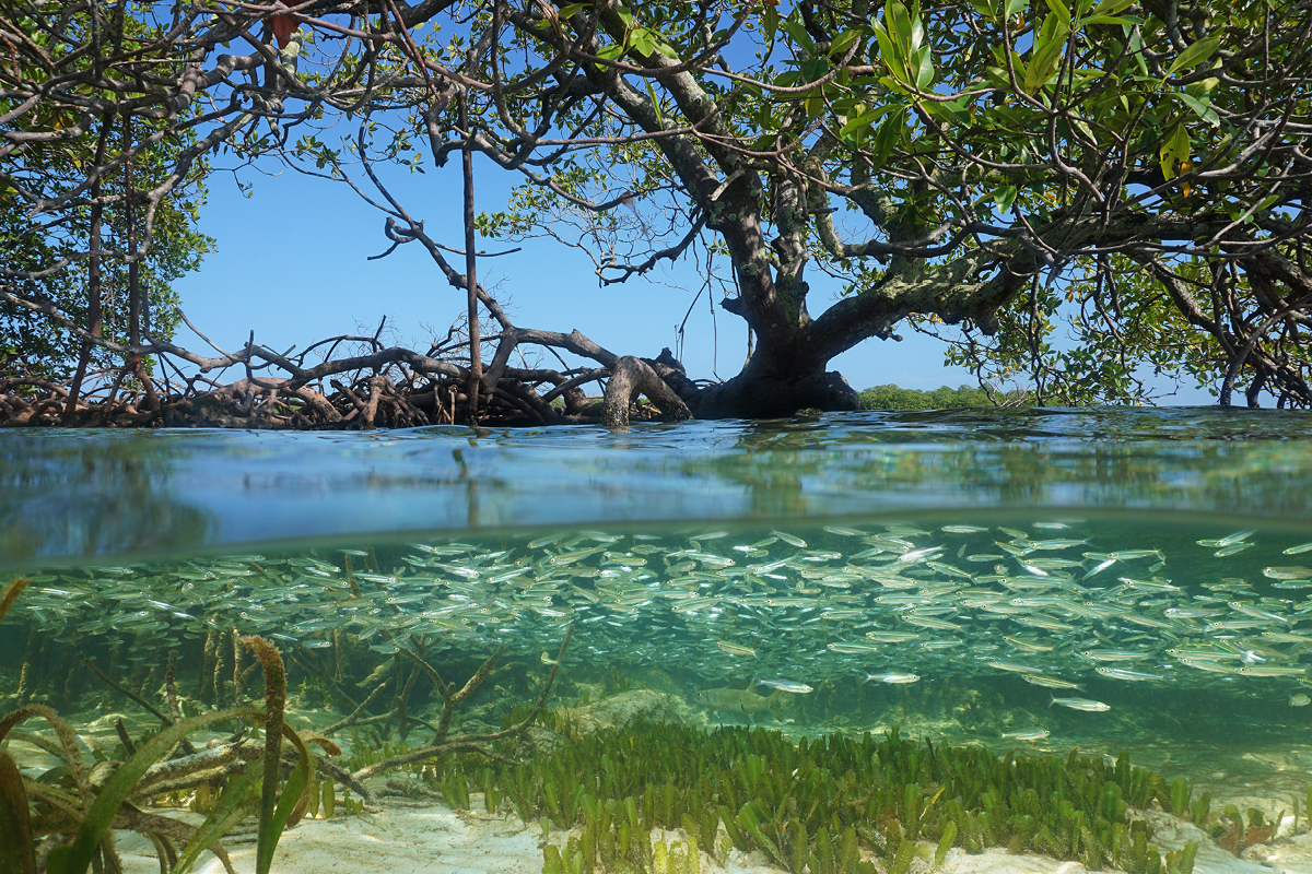 Mangrove biosecurity workshop image