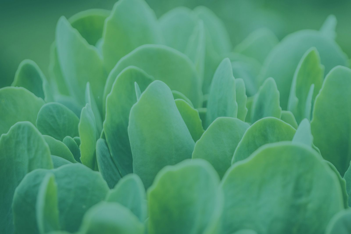 Plant Industry Forum highlights concerns with proposed Biosecurity Protection Levy image