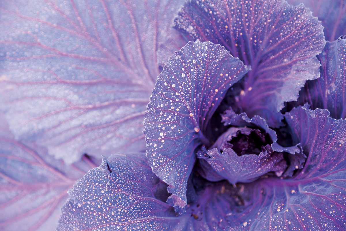 The status of plant biosecurity in Australia image