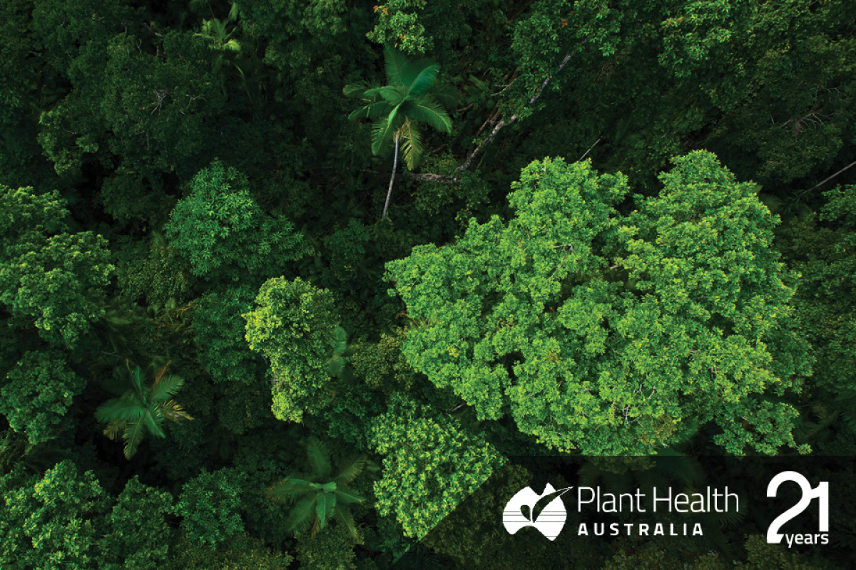 Safeguarding Indigenous-led forestry image