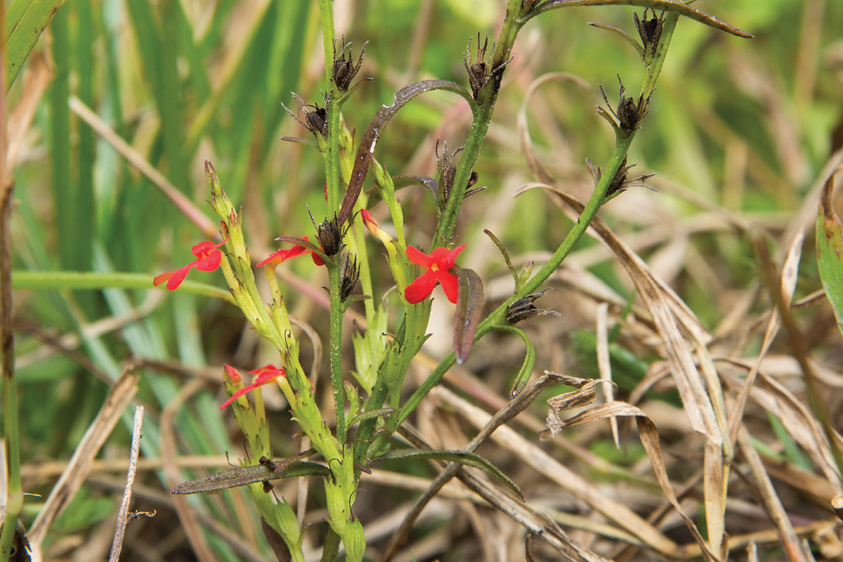 Eradication of red witchweed on track image