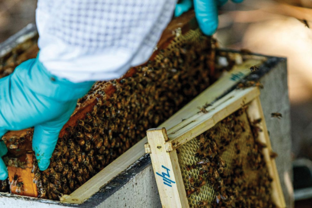 New surveillance project to monitor honey bee pests image