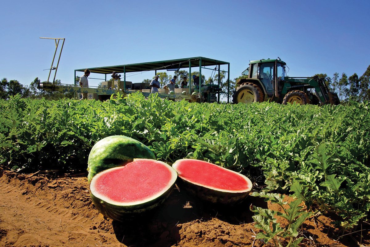 Biosecurity project launched to support melon industry image