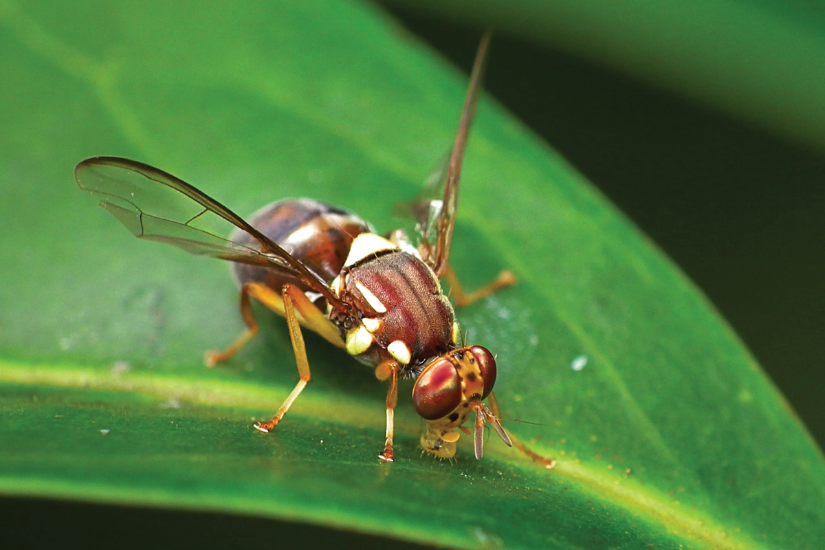 A grower pest ID tool for plant protection and biosecurity image