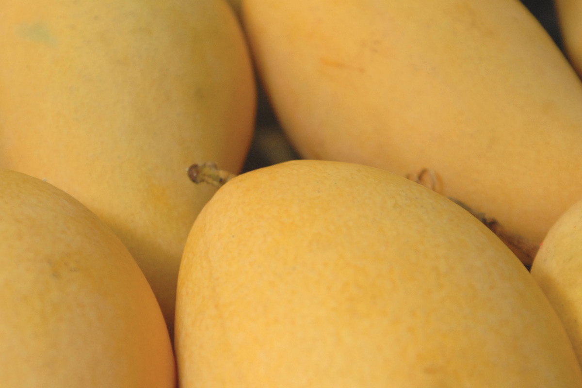 Mango Pests and Diseases update image