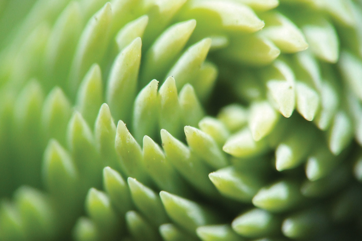 National Plant Biosecurity Strategy released image