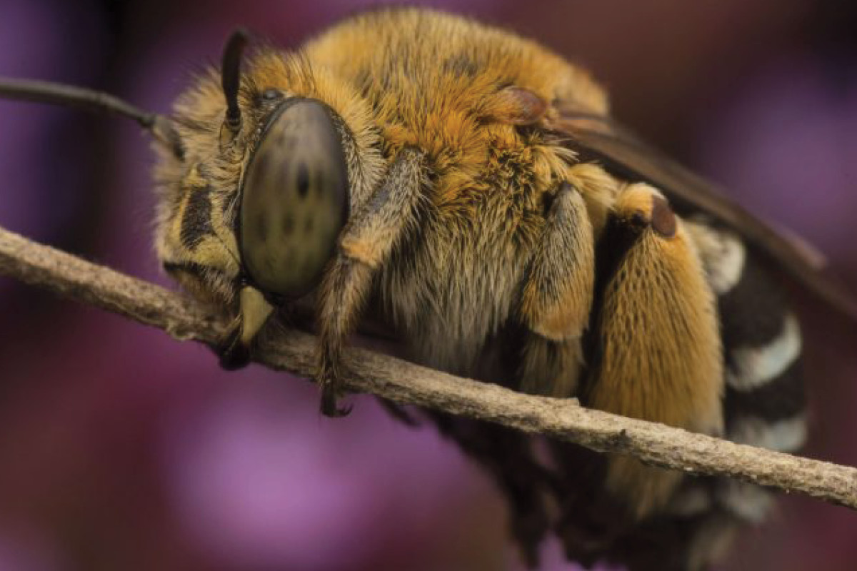 The 3rd Australian Native Bee Conference image
