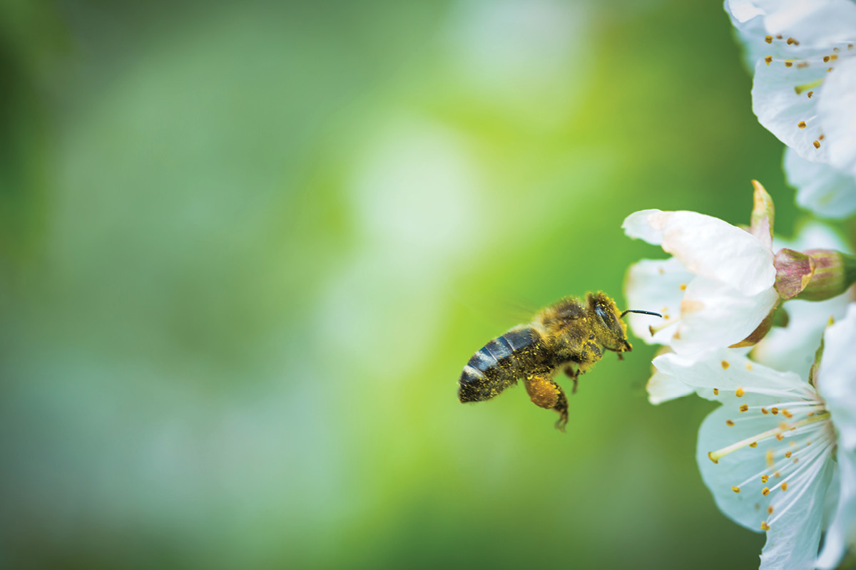 A focus on Bee Biosecurity image