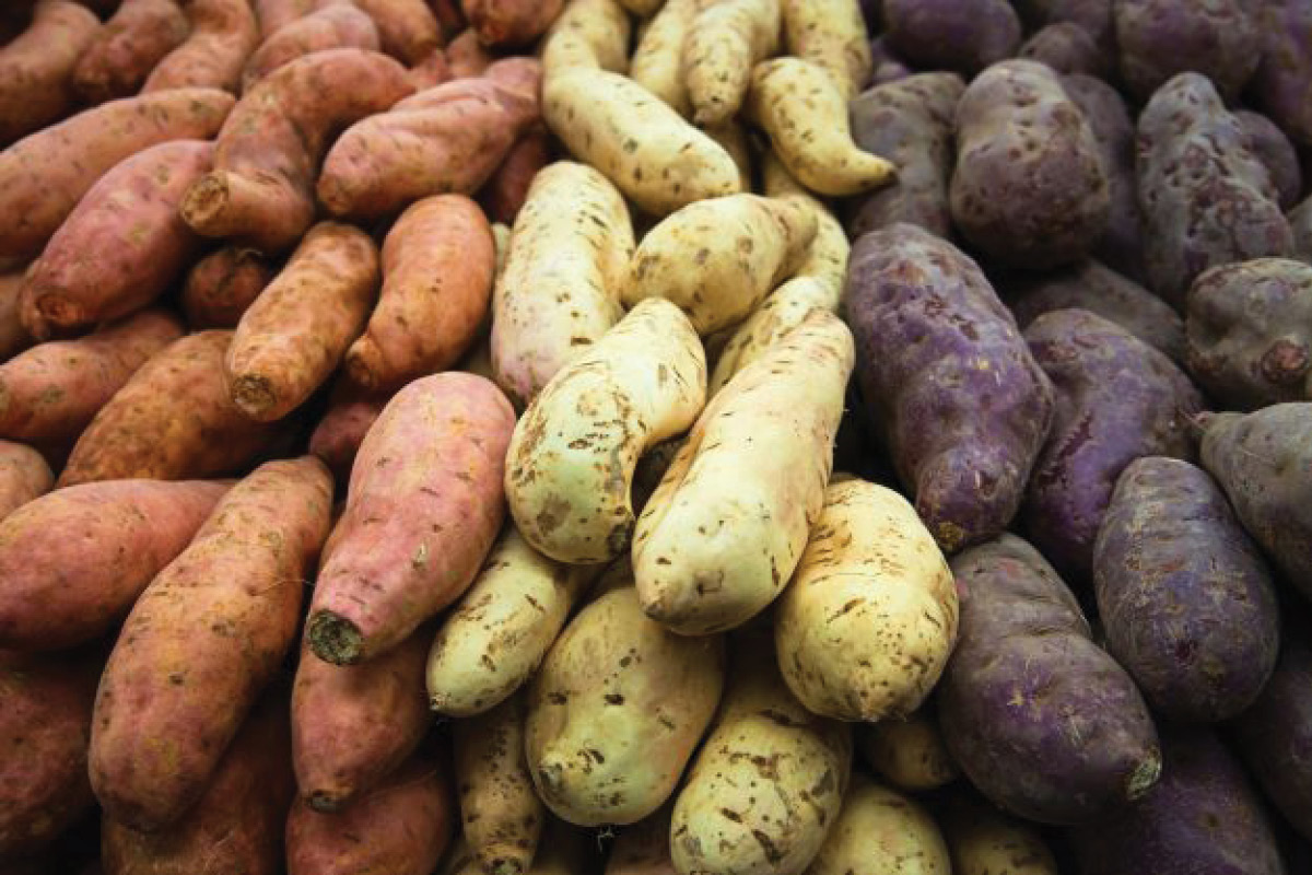 Owner reimbursement costs published for melon and sweetpotato industries image