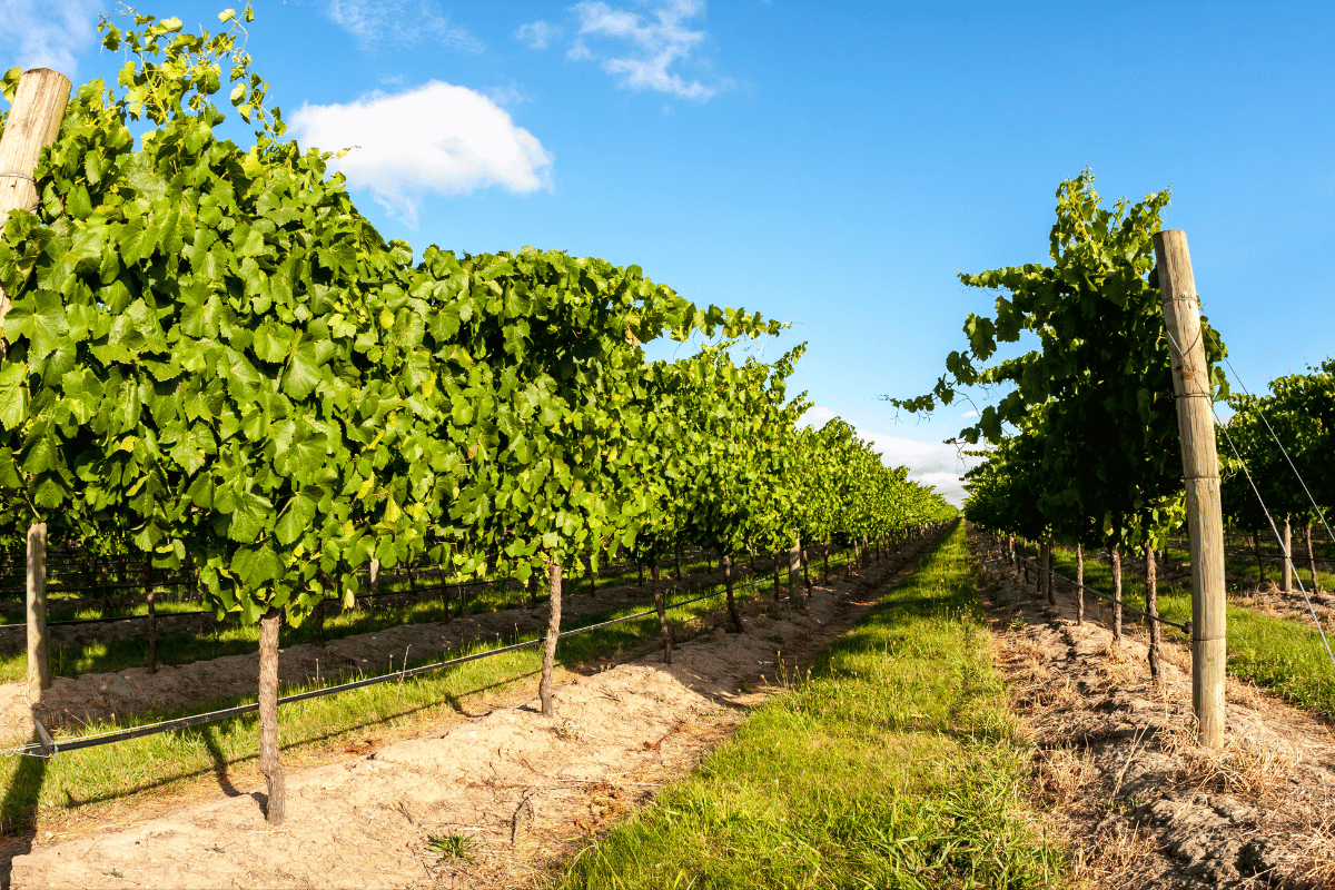 Vineyard biosecurity manual released image