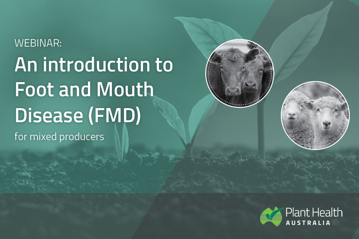 Webinar: An introduction to FMD for mixed producers image