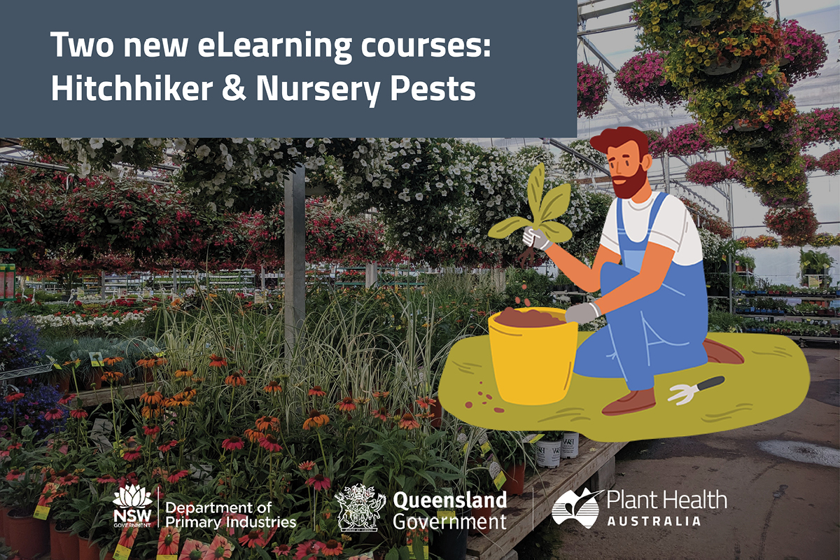 Online training supports good jobs in face of hitchhiker pests image
