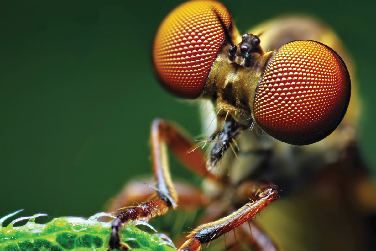 Improving Australia’s biosecurity toolkit image