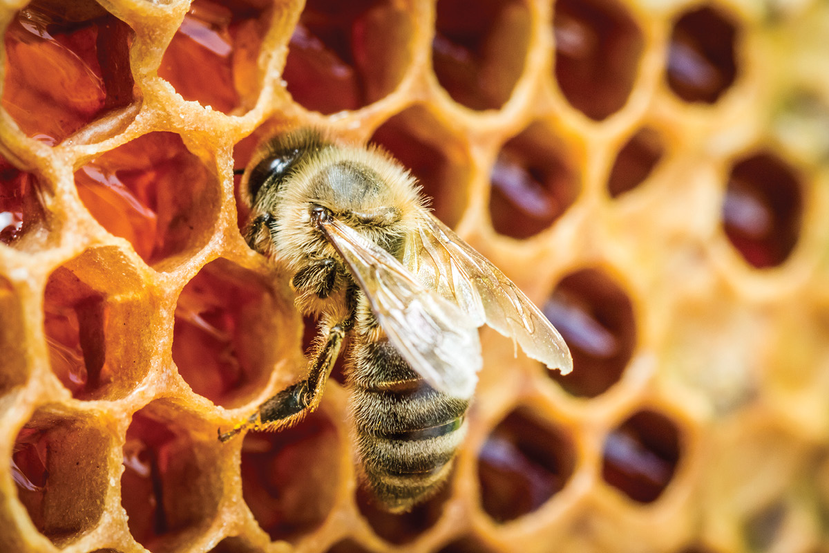 Surveillance and diagnostics key to protect bee industry image