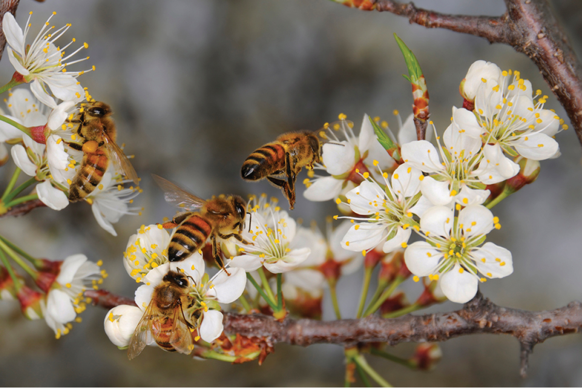 Biosecurity for Beekeepers Course  image