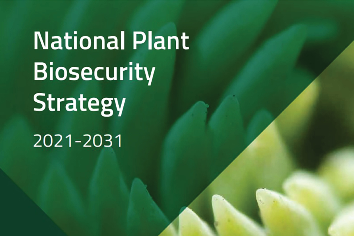 National Plant Biosecurity Strategy: Action Plans for 2022-23 released image