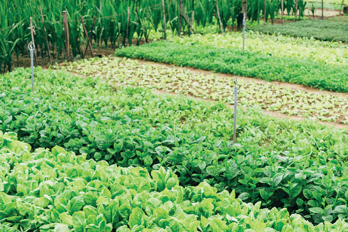AUSVEG Farm Biosecurity Project delivers positive impact image