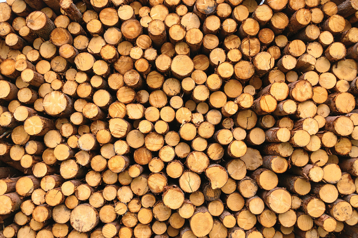 Forestry consultation on the Timber/Tree workshops image