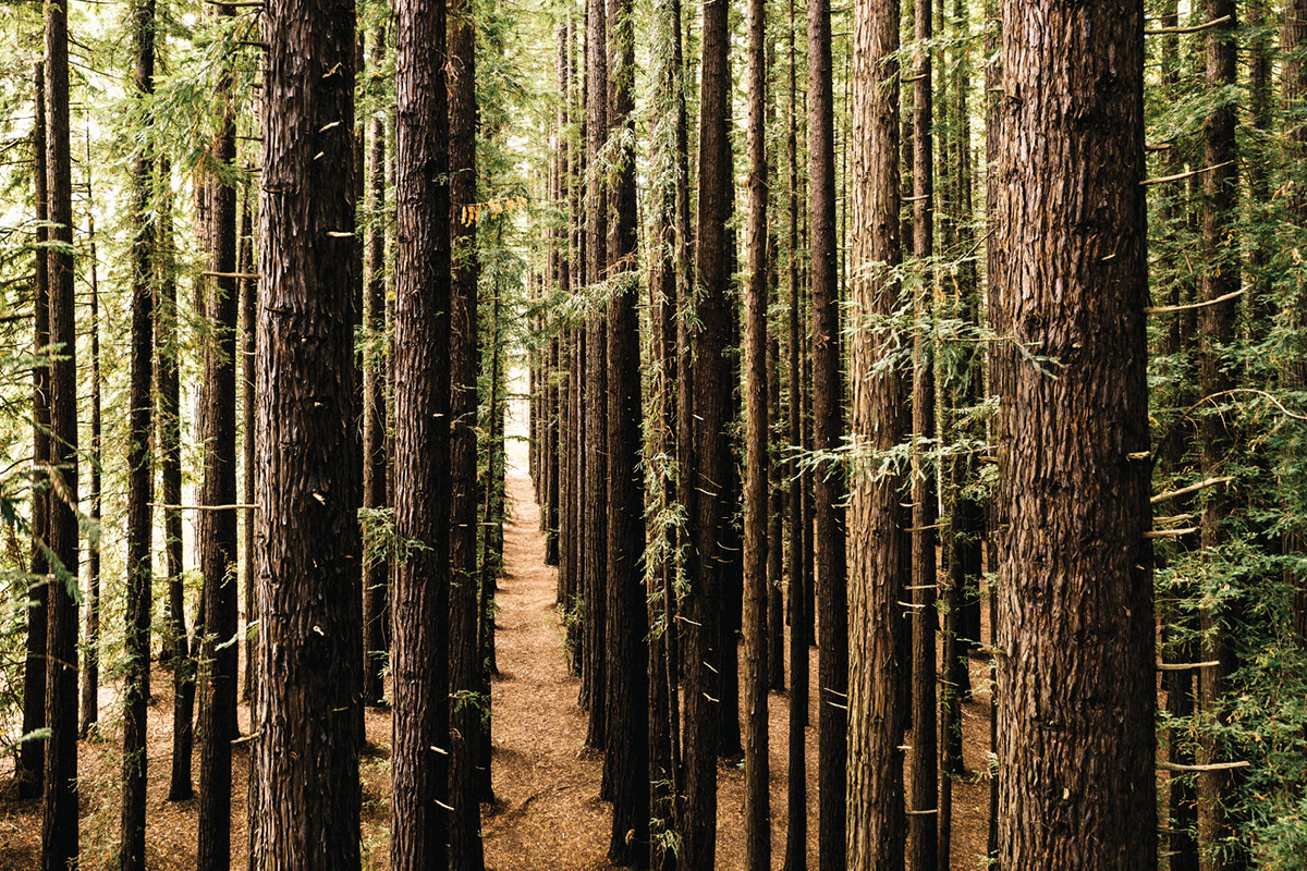 National Action Plan Workshops for Timber and Tree Pests image