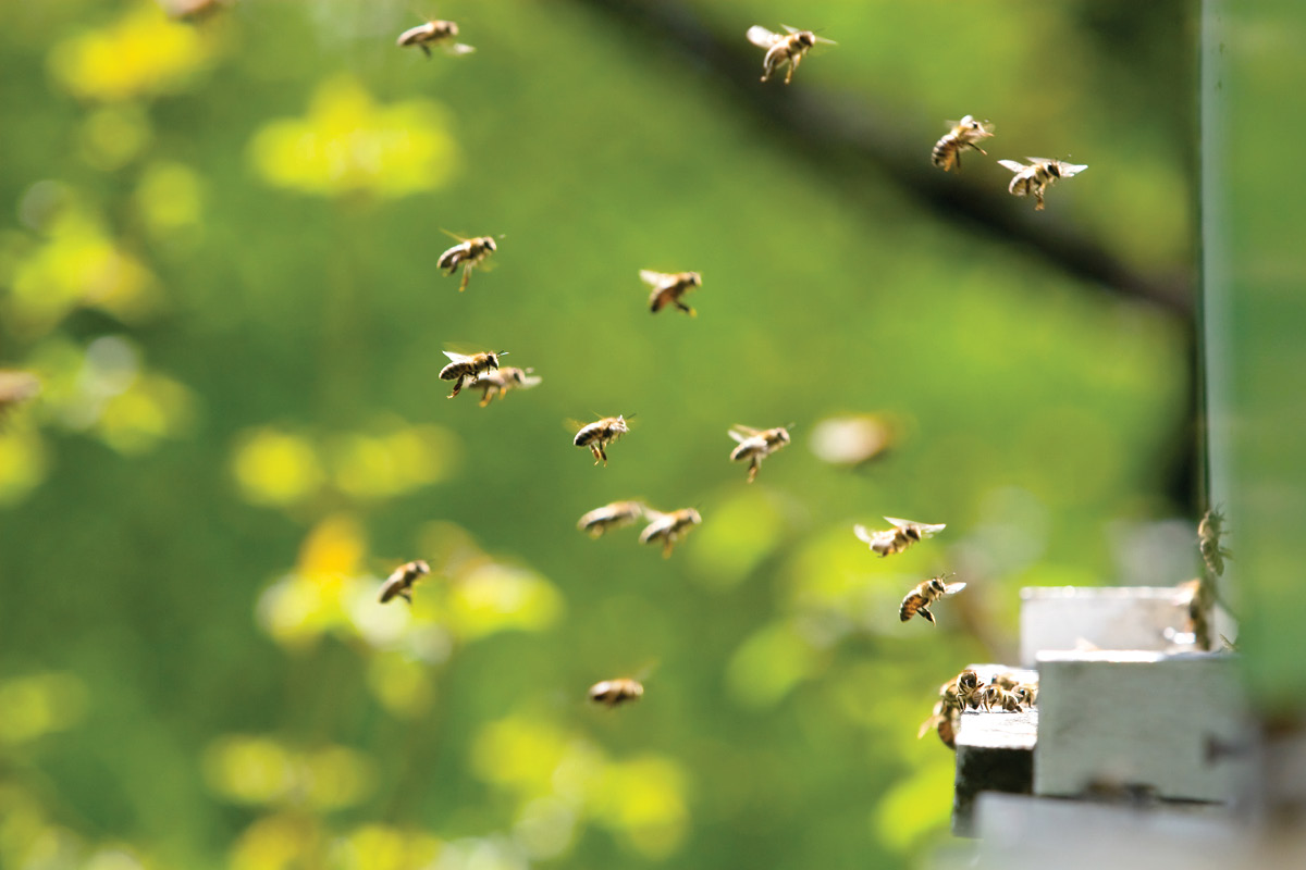 Beekeepers supported after severe weather image