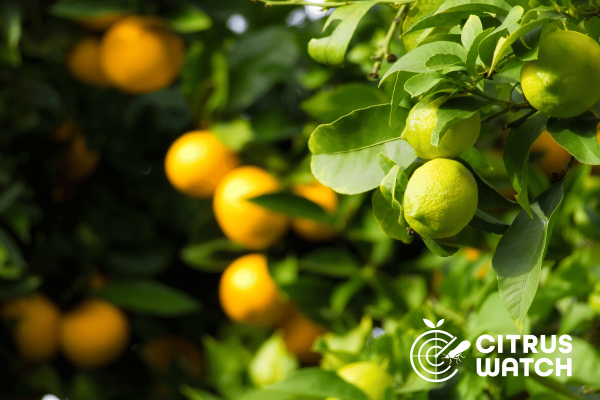 Introducing a new citrus online training course image