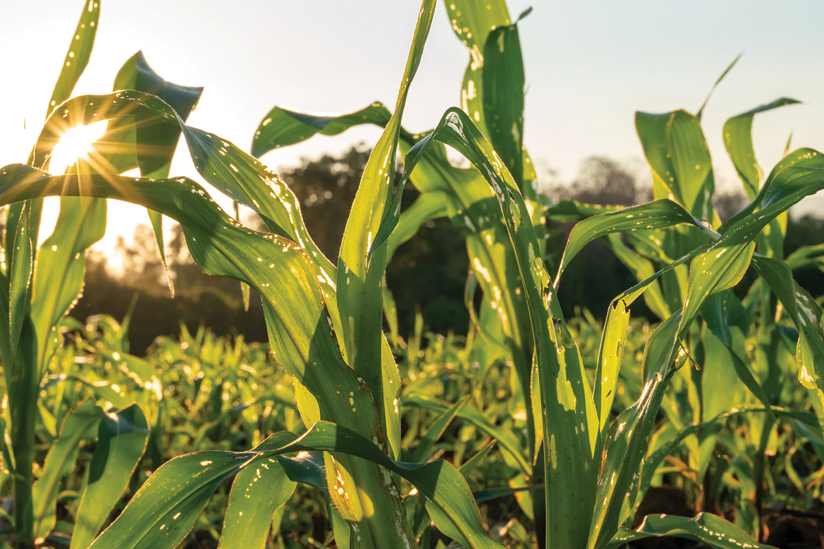 Fall armyworm final technical reports image