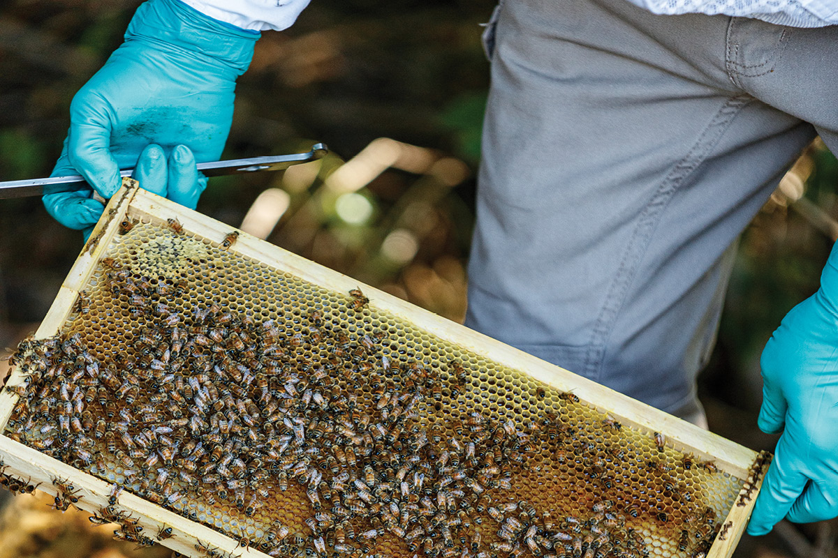 Pest focus on Varroa image
