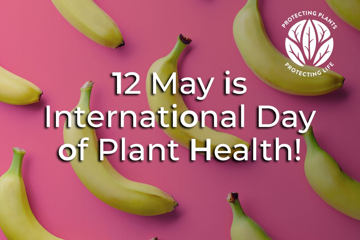 Support the International Day of Plant Health image