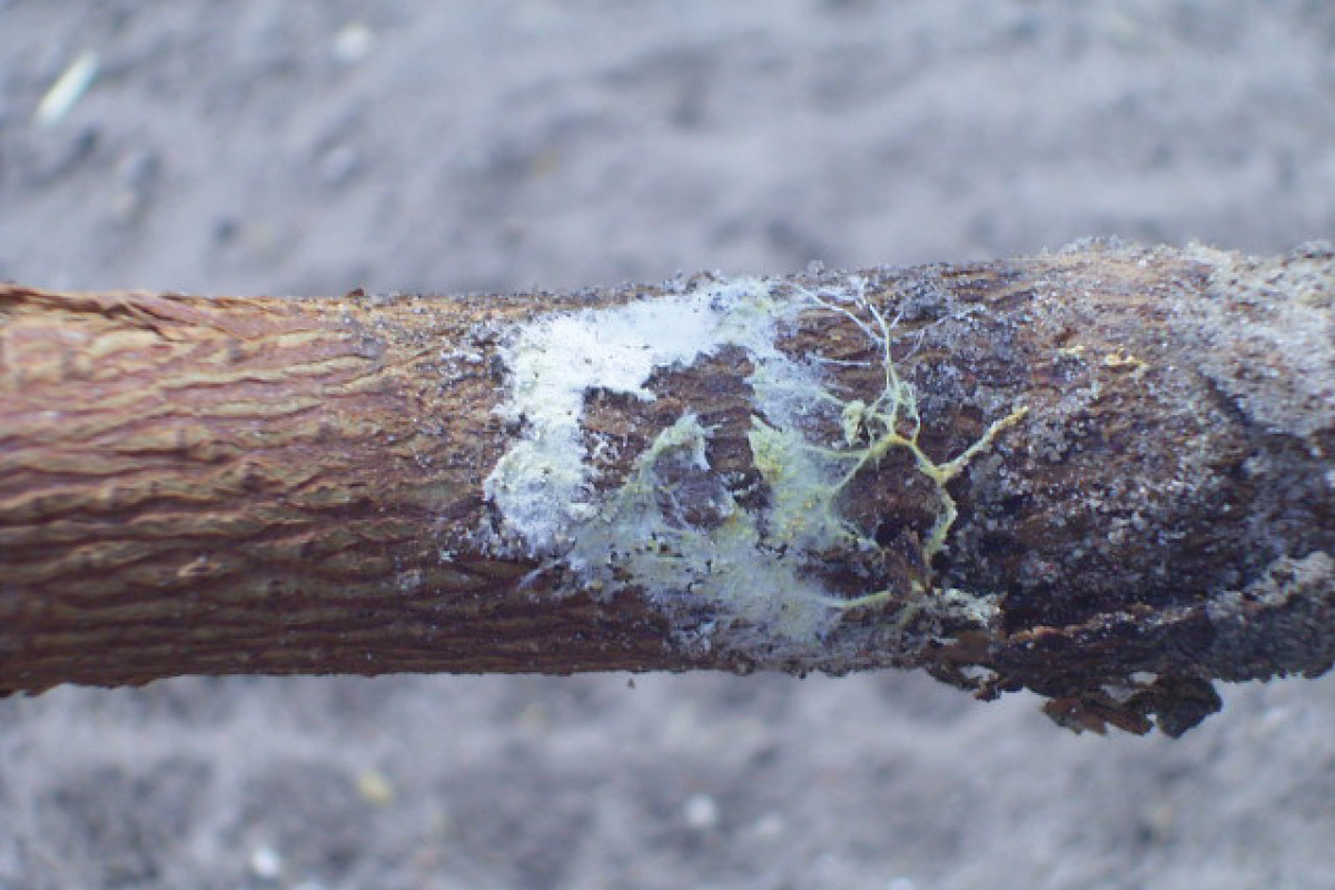 National Diagnostic Protocol for Texas root rot endorsed image