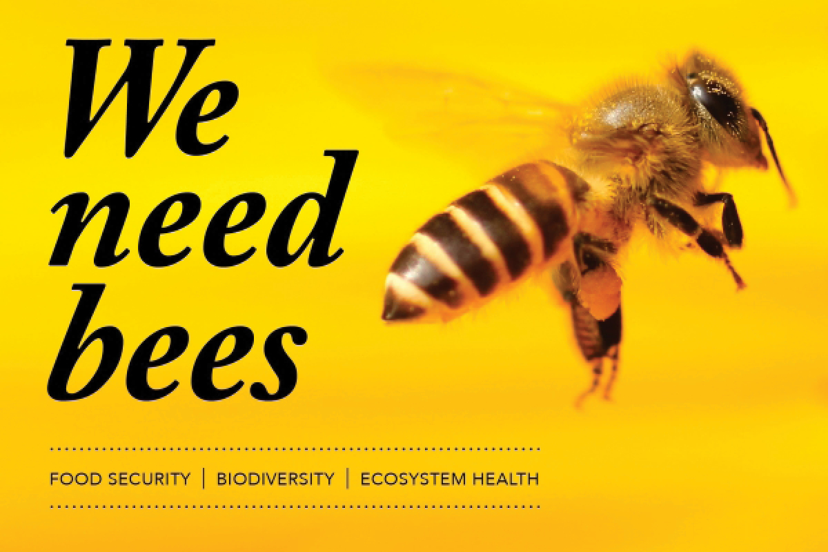 Plant Health Australia gets buzz-y for World Bee Day image