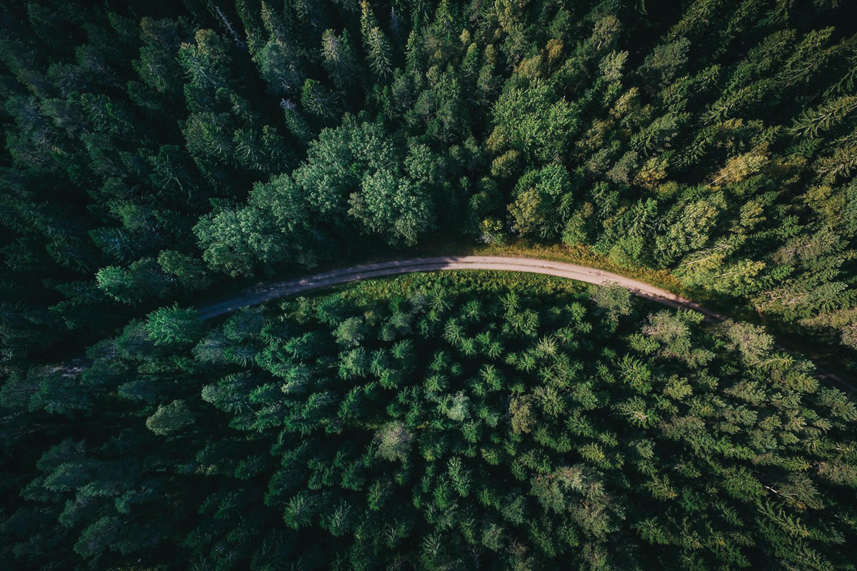 Developing a National Action Plan for Pests of Timber and Trees image