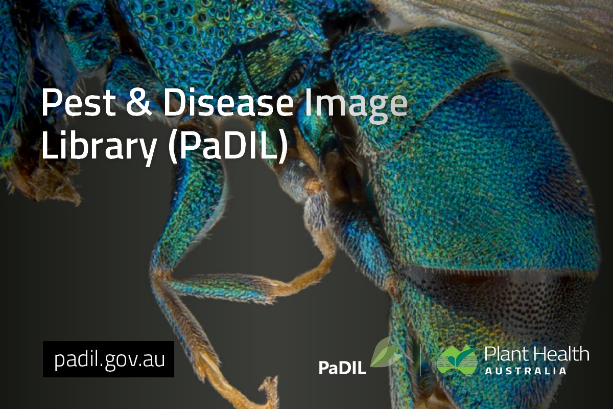 The importance of PaDIL for diagnostics image