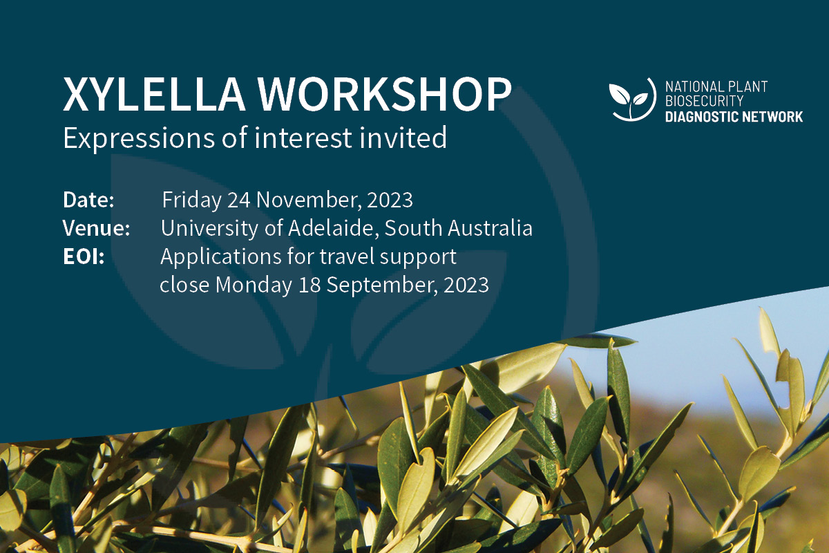 Apply for a place at the Xylella workshop, 24 November 2023 image