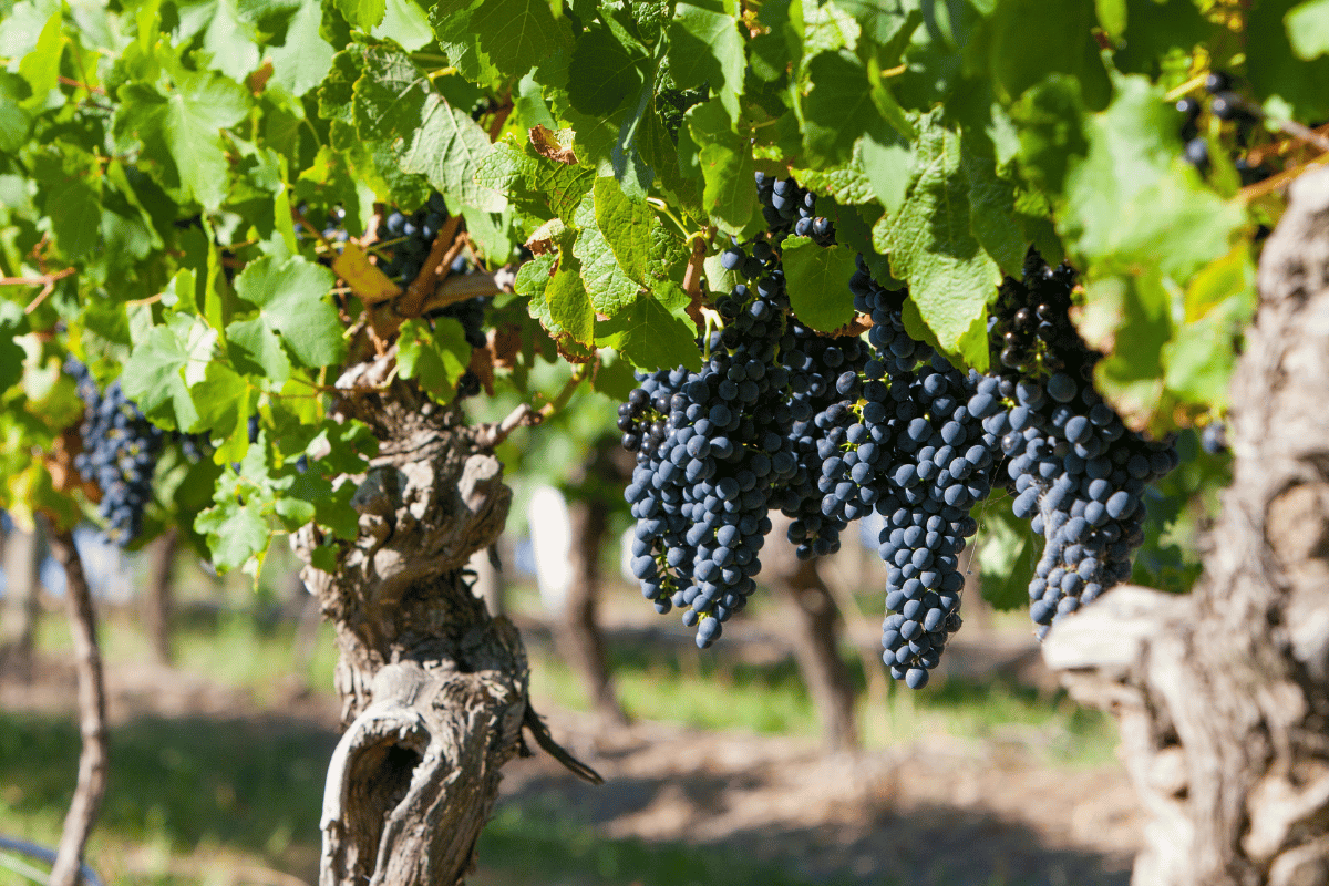 Boosting Victorian grapevine biosecurity image