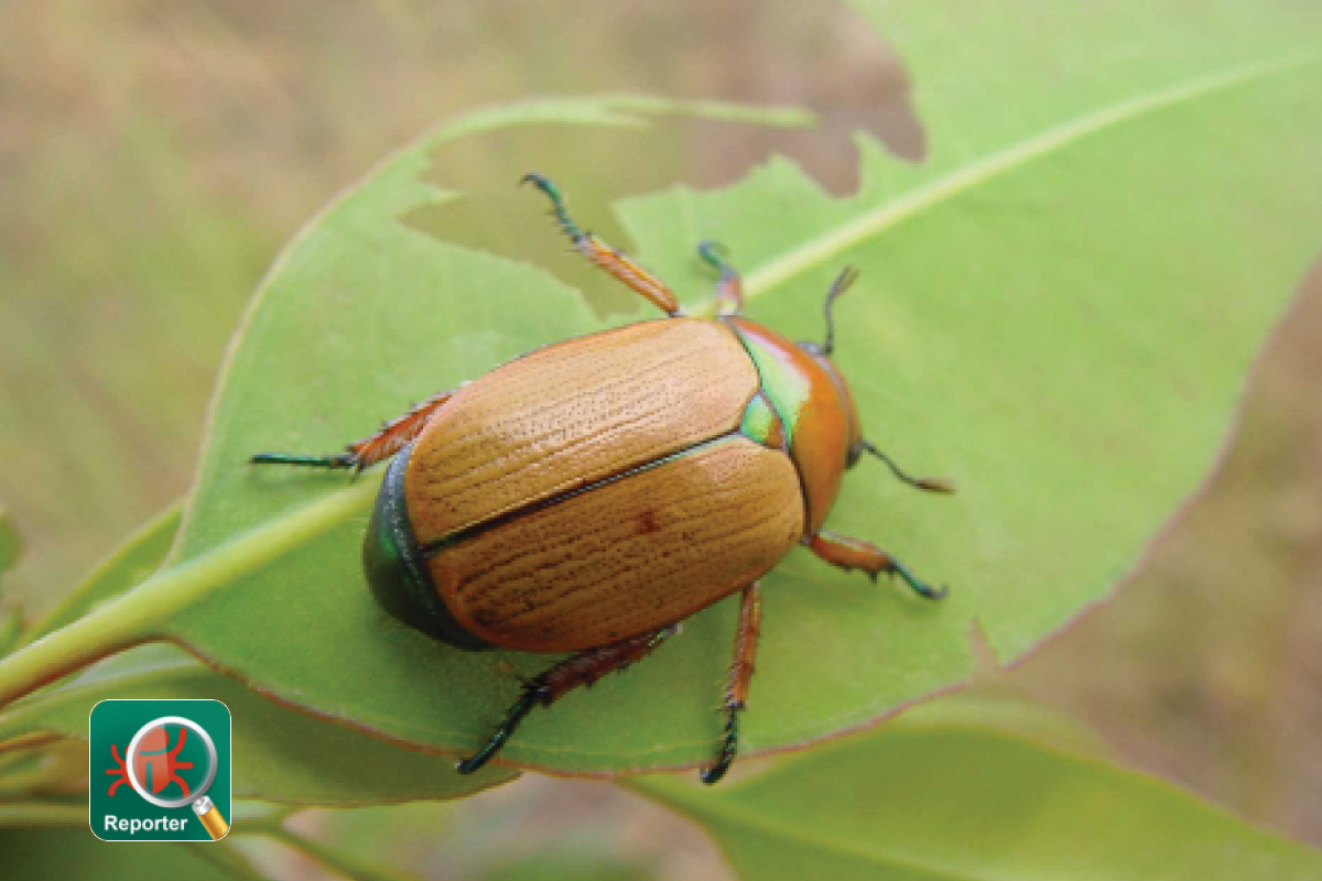 New mobile app to record tree pests image