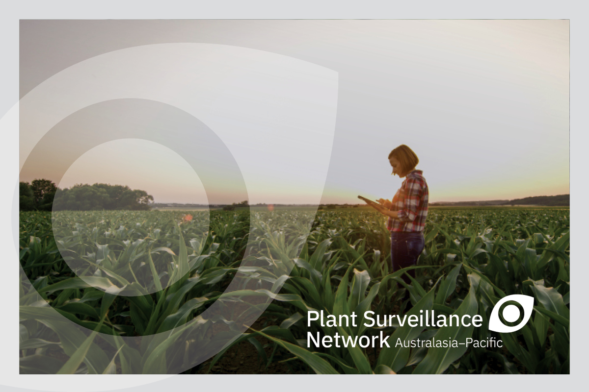The November issue of the Plant Surveillance Network Australasia-Pacific newsletter is out now image