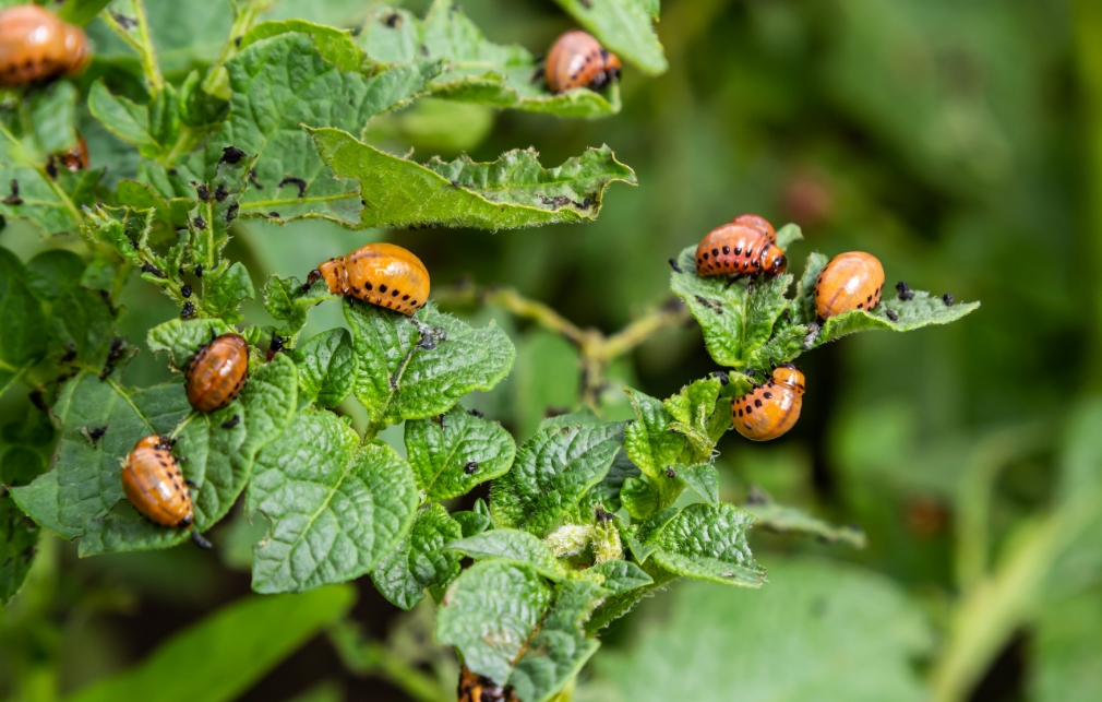 Spring clean to keep insects out image