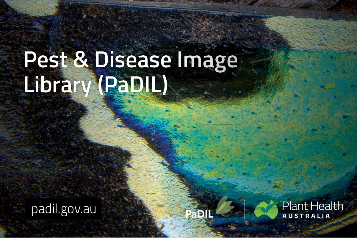 PaDIL Future Directions workshop enhances the future of Australia’s diagnostic capabilities image