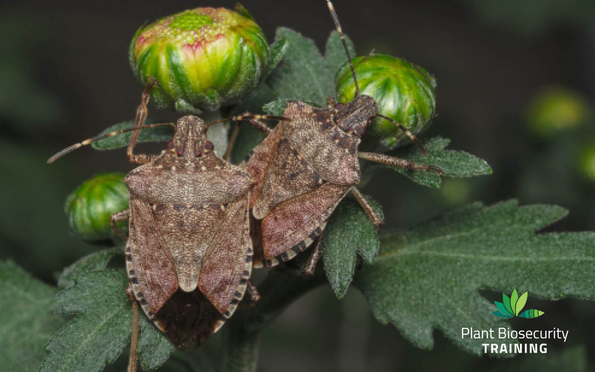Know what’s best when looking out for pests image