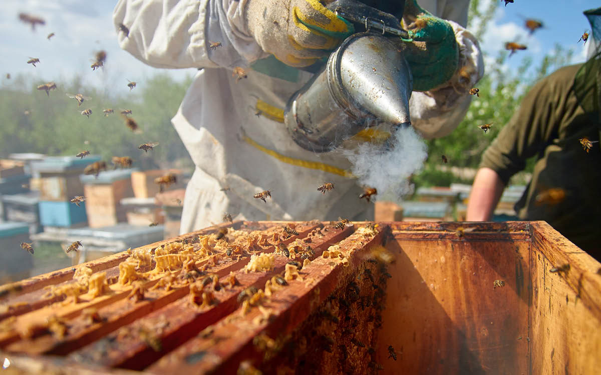 Healthy honey bees support melon industry image