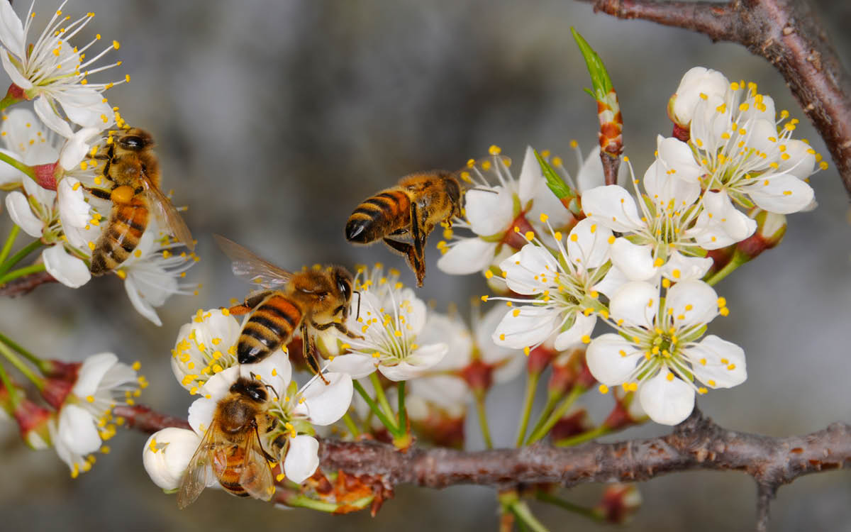 Honey bees