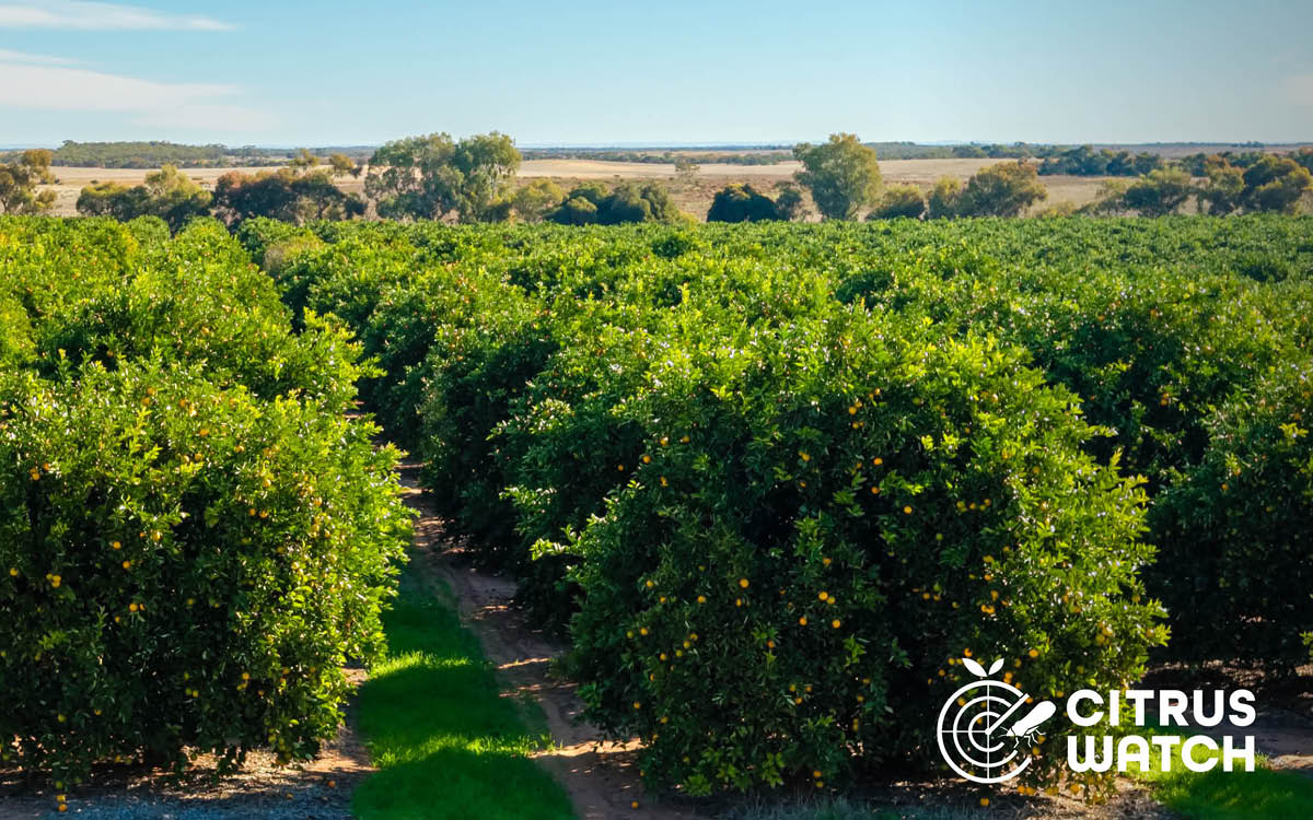 CitrusWatch planning meeting: Navigating the future image