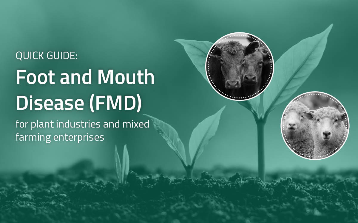 FMD guide for mixed producers released image