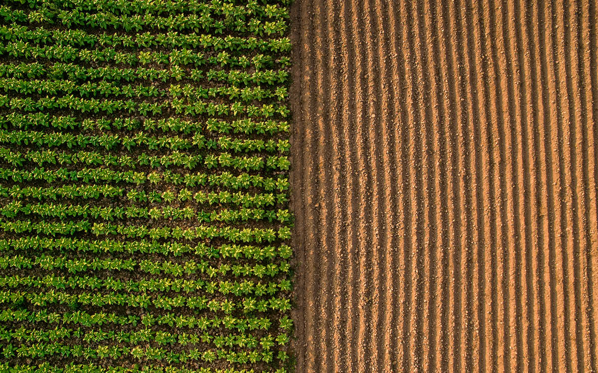 Upcoming Nationally Integrated Surveillance System for Plant Pests (NISSPP) workshop image