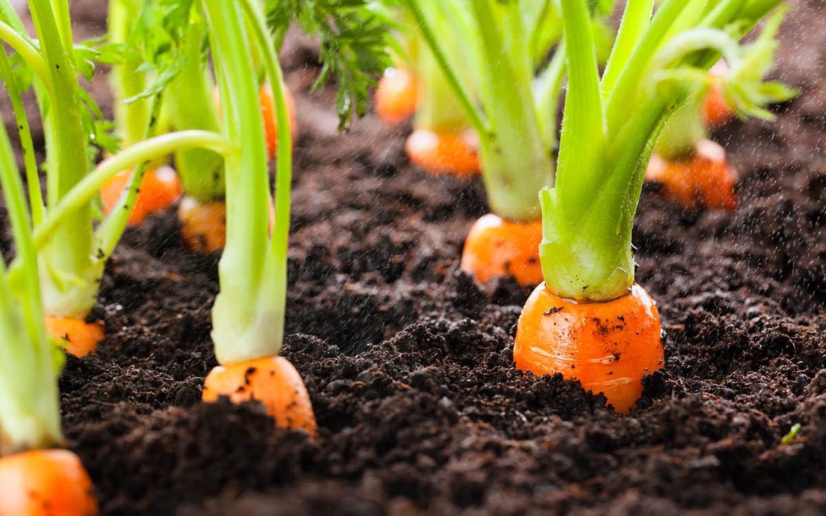 First planning workshop to delivery $10M veggie project image