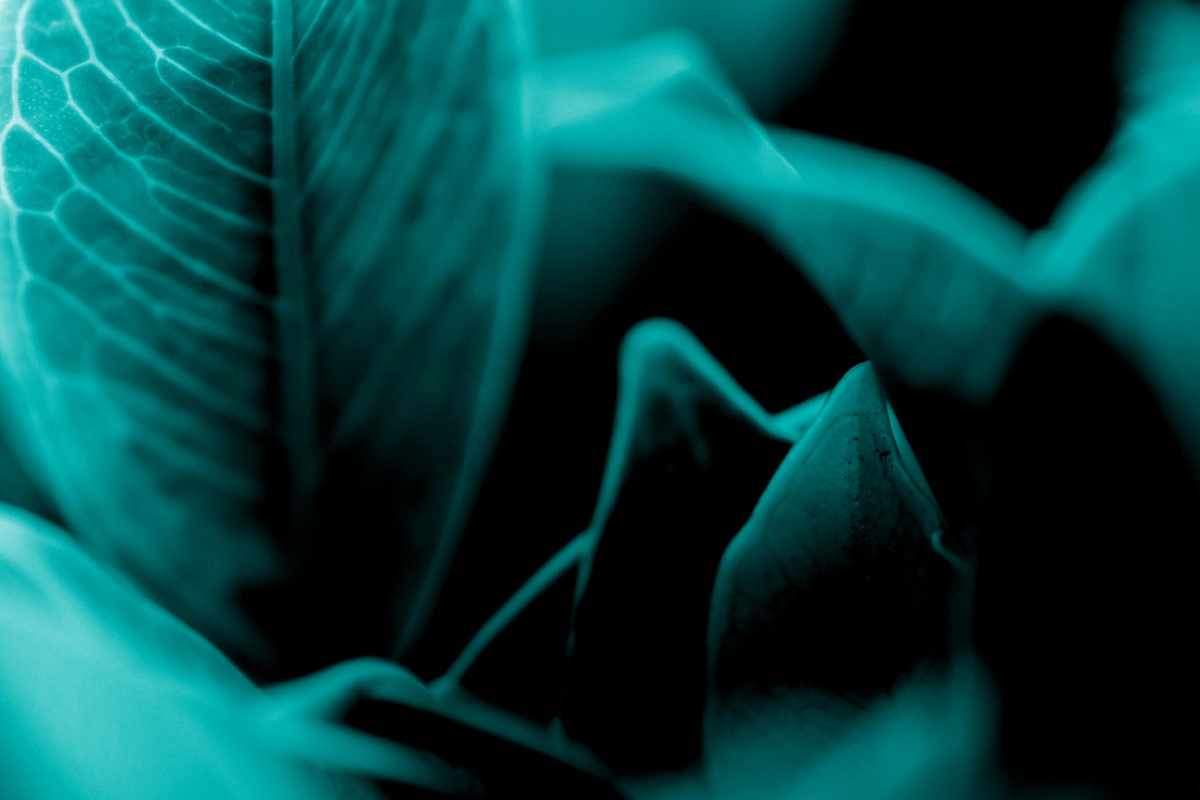 eLearning course for the Australian Plant Pest Database image