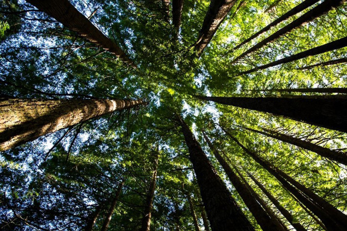 Empowering Indigenous rangers: a journey towards forest biosecurity image
