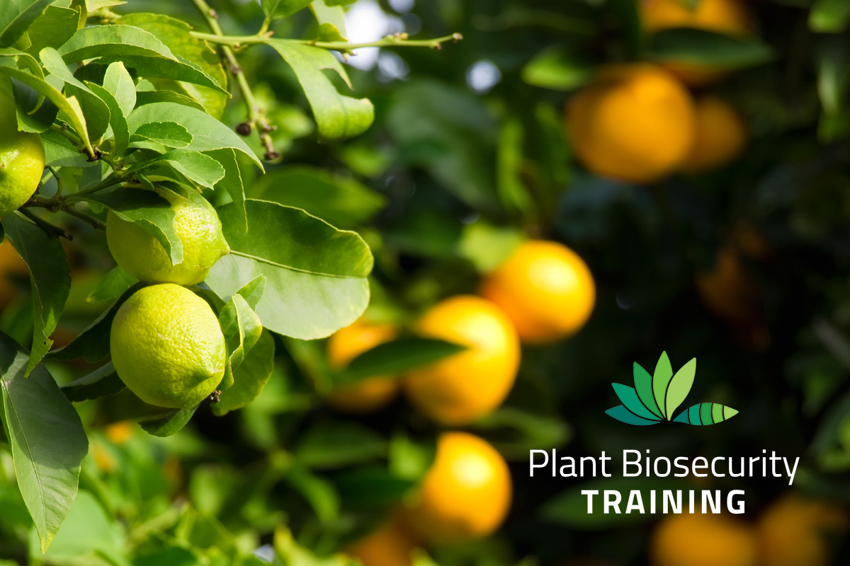 Hitchhiker pests and Greenlife retailer training image