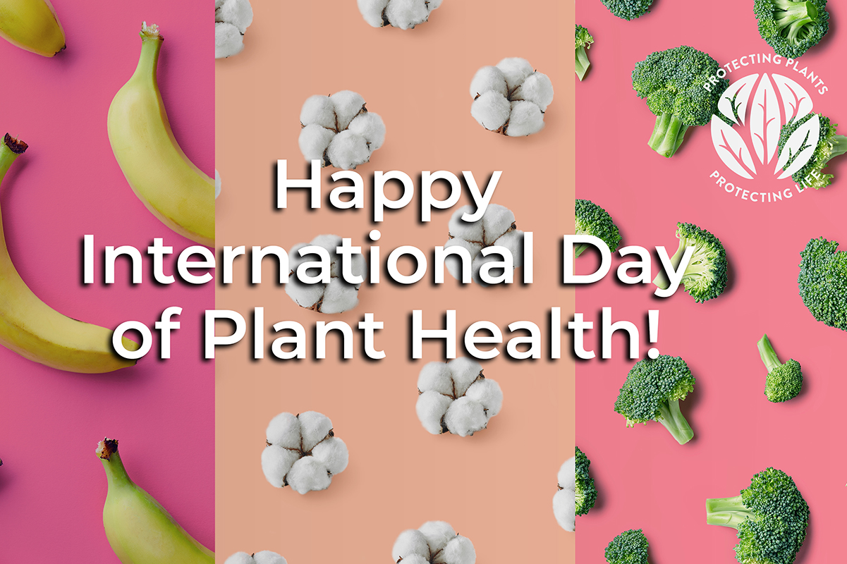 Plant health is key to a better future image